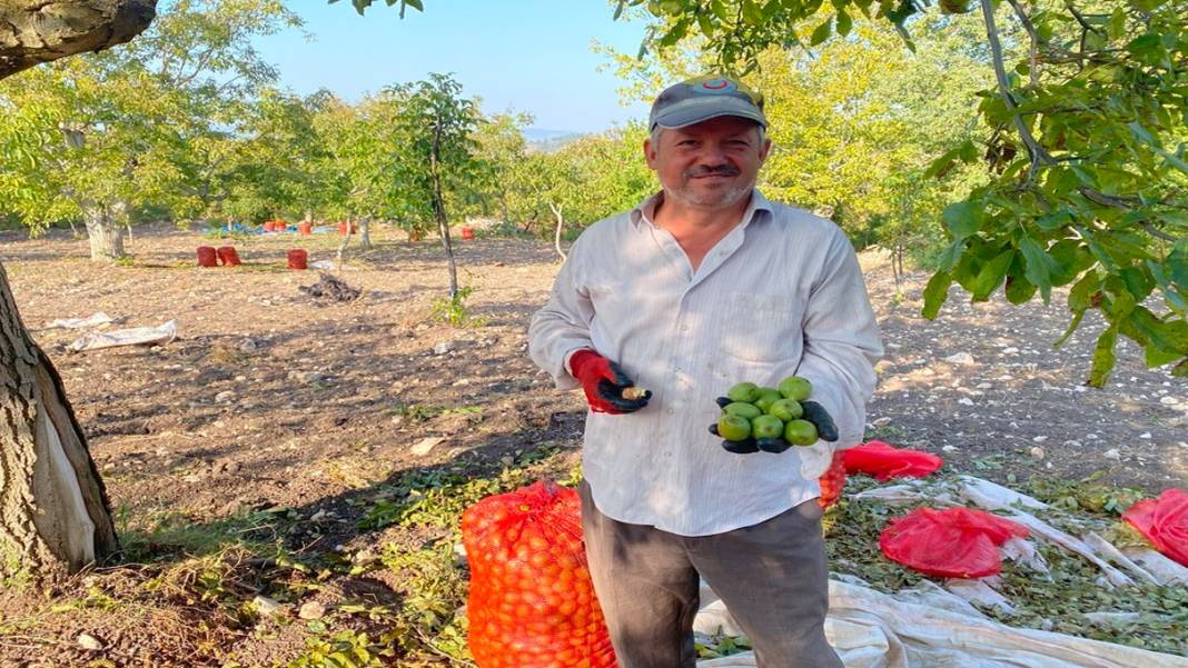 Son hasat çiftçilerin yüzünü güldürdü: Şifa kaynağı bu sene verimde rekor kırdı 2